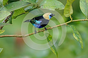 A Golden-hooded Tanager in the Arenal National Park photo