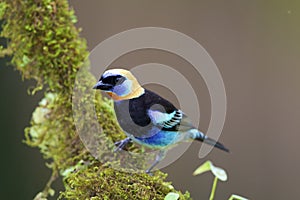 Golden-hooded Tanager  840206 photo