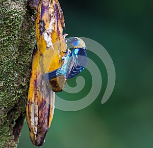 Golden-hooded tanager enjoys banana in forest