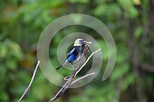 Golden-hooded Tanager, La Fortuna, Costa Rica photo