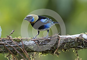 Golden-hooded Tanager
