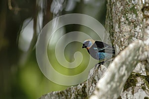 Golden-hooded Tanager sitting on tree in tropical mountain rain forest in Costa Rica, clear and green background, small songbird photo