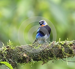 Golden-hooded Tanager (Stilpnia larvata)