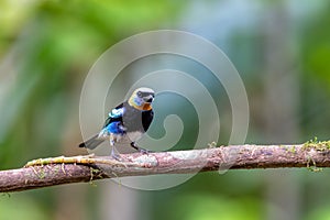 Golden-hooded tanager, Stilpnia larvata, La Fortuna, La Fortuna, Volcano Arenal, Costa Rica Wildlife