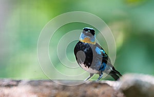 Golden hooded tanager Tangara larvata.