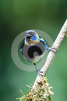 Golden-hooded tanager Tangara larvata