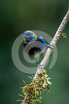 Golden-hooded tanager Tangara larvata