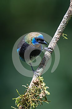 Golden-hooded tanager Tangara larvata