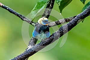 Golden-hooded tanager Tangara larvata