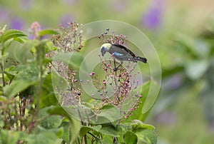 Golden-hooded Tanager Tangara larvata