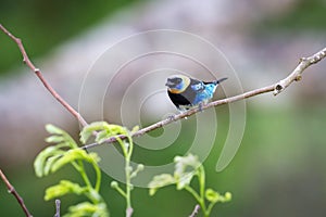 Golden hooded tanager -Tangara larvata