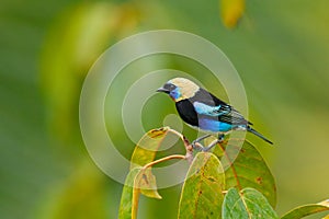 Golden-hooded Tanager, Tangara larvata, exotic tropic blue bird with gold head from Costa Rica. Green moss stick in forest with bi photo