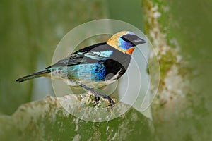 Golden-hooded Tanager, Tangara larvata, exotic tropic blue bird with gold head from Costa Rica. Green moss stick in the forest wit