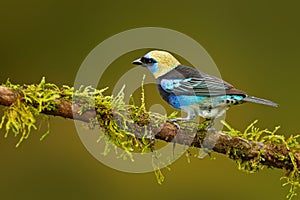 Golden-hooded Tanager, Tangara larvata, exotic tropic blue bird with gold head from Costa Rica. Tanager sitting on the branch. Gre