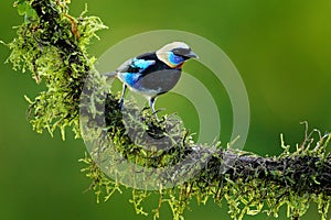Golden-hooded Tanager, Tangara larvata, exotic tropical blue bird with gold head from Costa Rica. Tanager sitting on the branch.