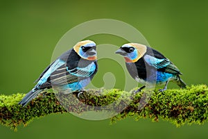 Golden-hooded Tanager, Tangara larvata, exotic tropical blue bird with gold head from Costa Rica. Wildlife scene from nature.