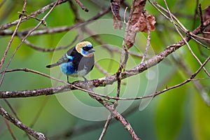 Golden-hooded Tanager - Tangara larvata medium-sized passerine bird