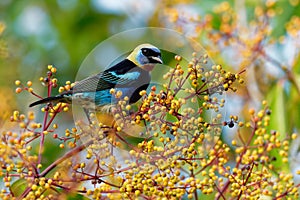 Golden-hooded Tanager - Tangara larvata medium-sized passerine bird. This tanager is a resident breeder from southern Mexico south