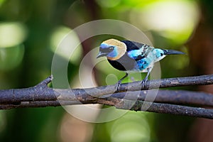 Golden-hooded Tanager - Tangara larvata medium-sized passerine bird. This tanager is a resident breeder from southern Mexico south