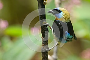 Golden-hooded Tanager photo