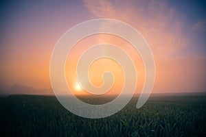 Golden Horizons: Majestic Summer Sunrise over Countryside Wheat Field