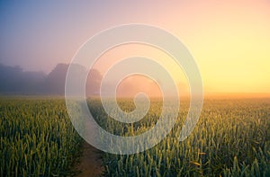 Golden Horizons: Majestic Summer Sunrise over Countryside Wheat Field