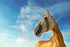 Golden horse of Turkmenistan 3