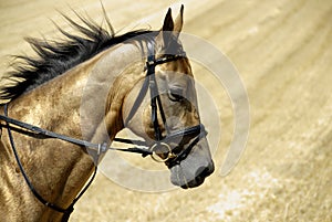 Golden horse of Turkmenistan photo