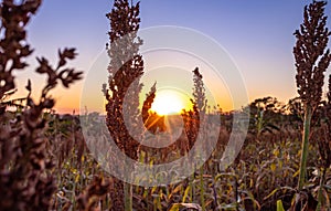 Golden Hour above plantation