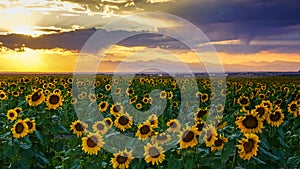 Golden Hour Across The Sunflower Fields