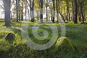 Golden hour bluebells in green mossy forest, Ireland