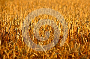 Golden Hour Closeup of Rye Field