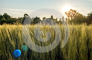 Golden hour and hay grass