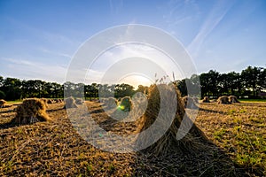 Golden Hour in the Hayfield: Sunset Over Stooks