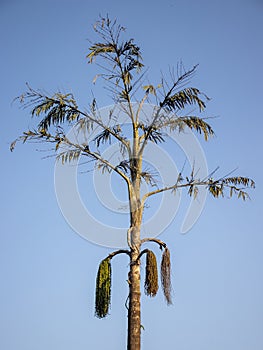 Golden Hour Image of Fishtail Palm tree