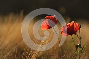 Golden hour lighting up the poppies and golden wheat field