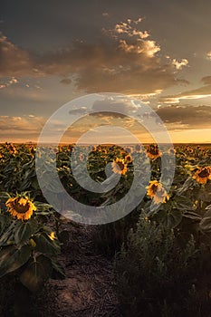 Golden Hour Over Sunflowers