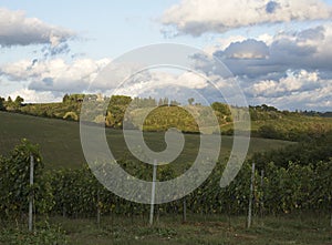 Golden Hour over Tuscan Vineyard