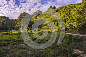 Golden hour scenery of the tea plantation on the hillside