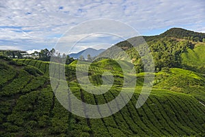 Golden hour scenery of the tea plantation on the hillside