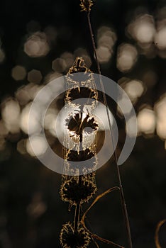 Golden Hour Silhouette of Dew-Covered Plant