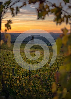 Golden Hour Splendor: Sunset Over Panzano in Chianti Vineyard, Tuscany