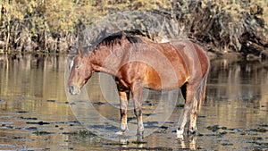 Golden hour sunlight on Brown Bay wild horse stallion shaking his mane while standing in the Salt Rive near Mesa Arizona USA