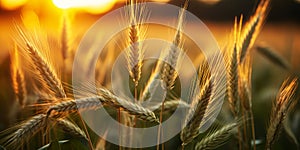 Golden hour sunlight piercing through lush wheat field highlighting the contours and texture of wheat ears against a serene sunset