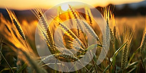 Golden hour sunlight piercing through lush wheat field highlighting the contours and texture of wheat ears against a serene sunset