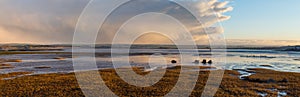 Golden hour view over the reeds of the Skern area of Northam Burrows, near Appledore, North Devon. Panorama.