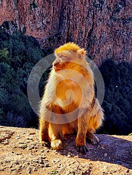 Golden-Hued Monkey Sitting on Rocky Outcrop Overlooking Canyon at Sunset