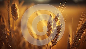 Golden hued wheat field in the season