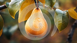 Golden Hues: A Nature-inspired Camouflage Of Delicate Pear On Rainy Tree