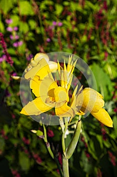 Golden iris blooms are sunlit beauty at Brentwood Bay